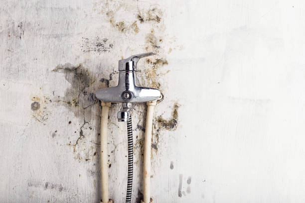 Best Mold Removal Near Me  in St Marys, KS