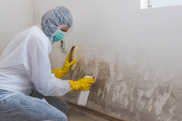 Best Fast Mold Removal  in St Marys, KS