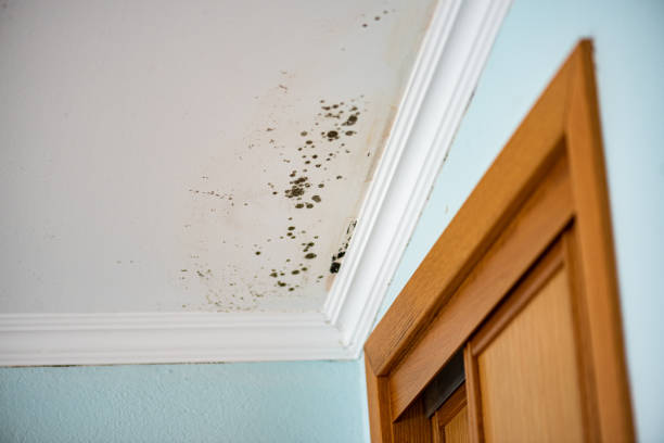 Professional Mold Removal in St Marys, KS
