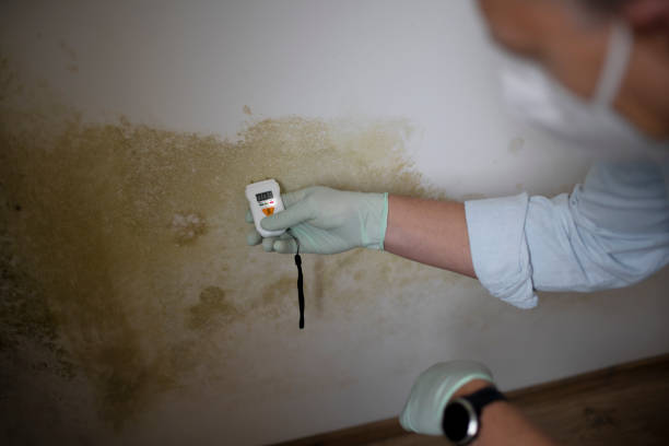 Best Local Mold Removal Service  in St Marys, KS