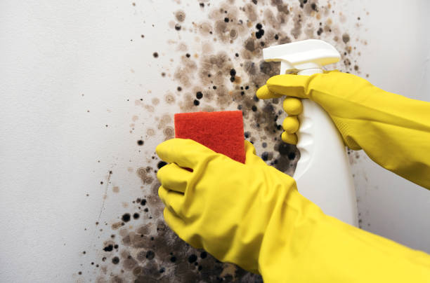 Best Affordable Mold Removal  in St Marys, KS