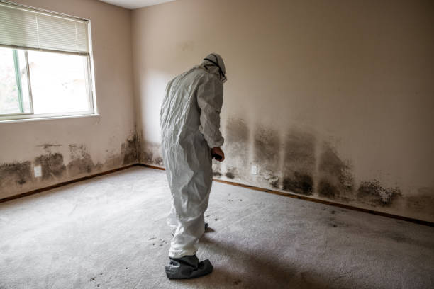 Best Mold Removal Company Near Me  in St Marys, KS