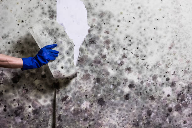 Best Emergency Mold Removal  in St Marys, KS