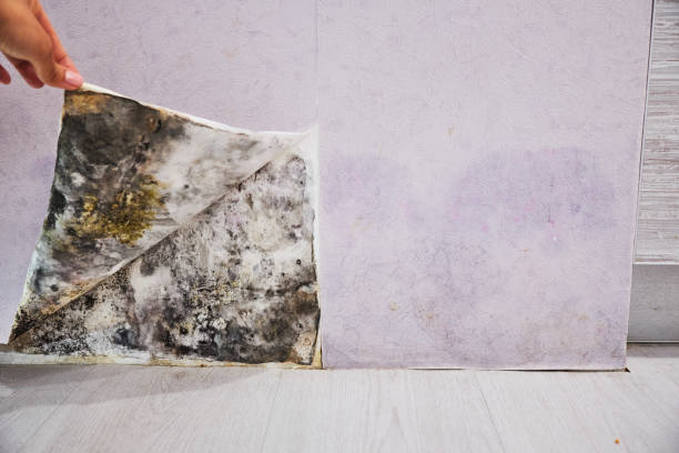 Best Black Mold Removal  in St Marys, KS